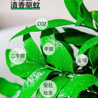 竹柏水培植物夏季驱蚊室内水养绿植花卉小盆栽四季好养大苗老桩