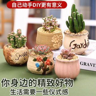 多肉植物组合桌面室内小盆栽含陶瓷花盆土老桩玉露桃蛋肉肉植物