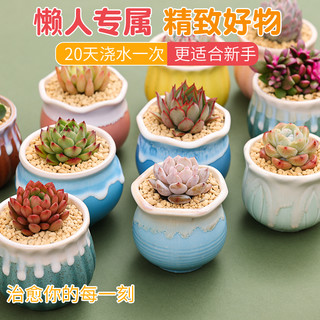 多肉植物组合桌面室内小盆栽含陶瓷花盆土老桩玉露桃蛋肉肉植物