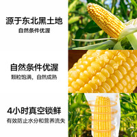 东北黄糯鲜食玉米真空软糯蒸煮
