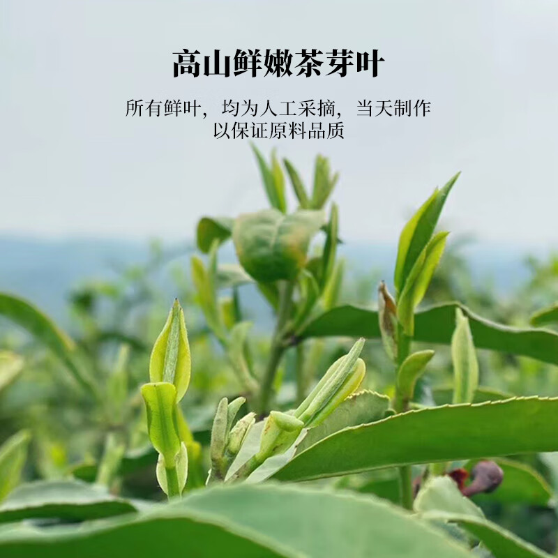 文新绿茶2025新茶栗香信字罐信阳毛尖特级40g雨前罐装