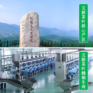 文新绿茶2025新茶中原一号信阳毛尖珍品48g明前父亲节礼盒茶