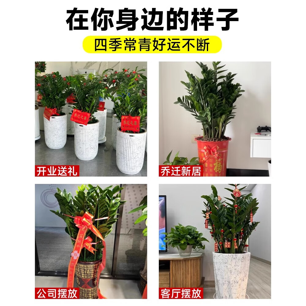 临雅金钱树盆栽客厅大花盆办公室内大型好养绿植乔迁摇钱串子真树摆件 金钱树0.9-1米+福字盆
