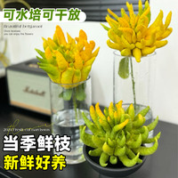 水培植物佛手柑室内水养绿植鲜切带枝新鲜水果佛手瓜闻香观赏盆栽