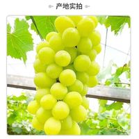 集南鲜 四川阳光玫瑰葡萄 新鲜香印青 提子现摘生鲜水果整箱礼盒 5斤彩箱(单果8-12g)净重4斤
