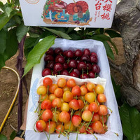 京地达山东现摘新鲜美早/黄金水晶樱桃双拼净重3斤单果22-26mm源头直发 2斤(净重) 单果28-30mm美早樱桃