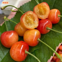 京地达山东现摘新鲜黄金水晶樱桃净重3斤装单果22-26mm车厘子源头直发 3斤(净重) 水晶黄樱桃