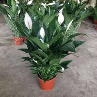 花楚 白掌一帆风顺盆栽 原盆