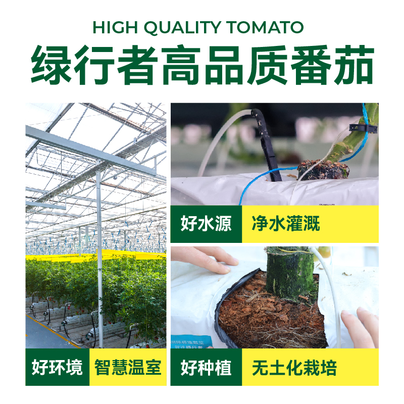 【绿行者】桃太郎大粉番茄自然熟西红柿新鲜生吃老品种水果番茄