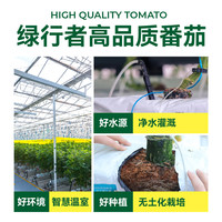 【绿行者】桃太郎大粉番茄自然熟西红柿新鲜生吃老品种水果番茄