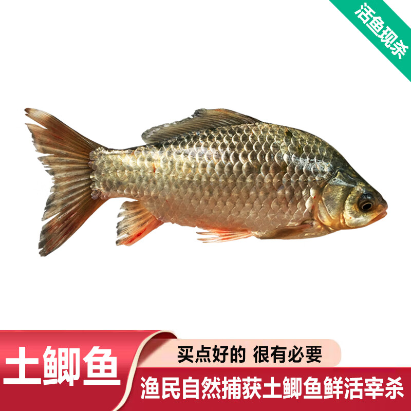 品鲜肴淡水鱼生态大鲫鱼土鲫鱼新鲜渔民自然捕获鲜活鱼现杀河鲜生鲜水产 （净膛前1kg）每份4条装