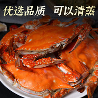 【活蟹发货】青岛梭子蟹鲜活发不包活螃蟹海蟹飞蟹超大母蟹