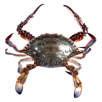 【活蟹】青岛梭子蟹鲜活发不包活螃蟹海蟹飞蟹超大母蟹海鲜 梭子蟹特大号2斤3-4只