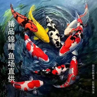 招财如意 鱼跃龙门 十全十美（随机颜色10条可指定） 8-10cm
