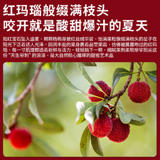  优味集 新鲜 杨梅