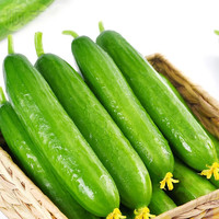 正鲜季水果黄瓜生吃小青瓜5斤装青瓜新鲜水果蔬菜轻食现摘现发 净重3斤甄选
