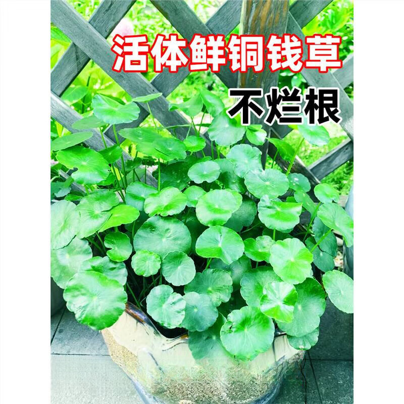 欧芽  鱼缸水草水培植物和鱼共养铜钱草鱼缸造景净化水质真水草绿 【水培组合】绿萝6棵+观音竹2棵
