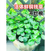 欧芽  鱼缸水草水培植物和鱼共养铜钱草鱼缸造景净化水质真水草绿 【水培组合】绿萝6棵+观音竹2棵