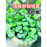 欧芽  鱼缸水草水培植物和鱼共养铜钱草鱼缸造景净化水质真水草绿 【水培组合】绿萝6棵+观音竹2棵