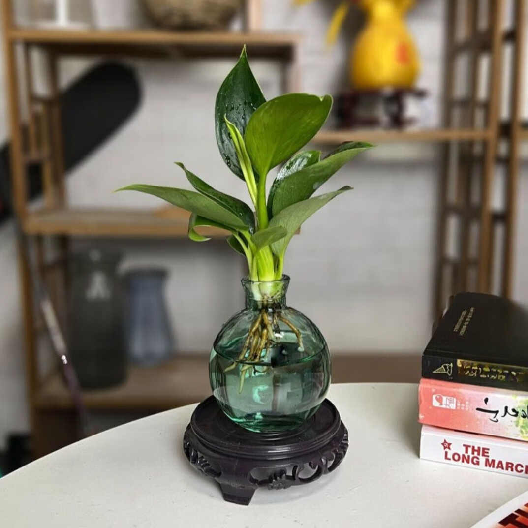 佰花锦水培植物室内花卉绿植盆栽办公室四季常青好养活桌面盆景懒人首选 水培小玻璃瓶+小金钻+圆形底座 整体高度约10-20cm/不同植物高度不同