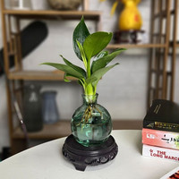 佰花锦水培植物室内花卉绿植盆栽办公室四季常青好养活桌面盆景懒人首选 水培小玻璃瓶+小金钻+圆形底座 整体高度约10-20cm/不同植物高度不同