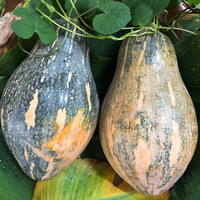 味小仙广西金香芋南瓜 香芋味老南瓜新鲜蔬菜板栗南瓜 香芋南瓜 8-9斤（2-4个装）