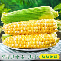 粤迎云南金银水果玉米新鲜甜玉米现摘玉米棒生鲜蔬菜可生吃火锅食材 3斤精选果【单果350g+】净2.8斤