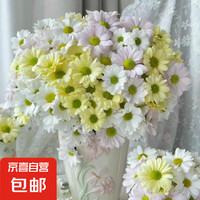 菊花 小雏菊鲜花颜色品种随机发5枝 1 品种颜色随机5枝