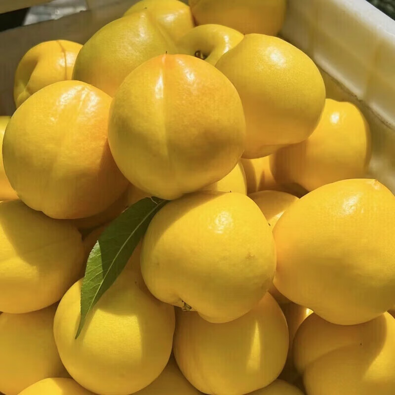 朵界蒙阴黄油桃当季新鲜脆甜  净重 拍2件合发一箱  净 重 （7-9个 )