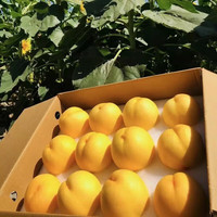 朵界蒙阴黄油桃当季新鲜脆甜 2.5斤装净重2.25斤 拍2件合发一箱 黄油桃 净重 2.25 斤(7-9个 )