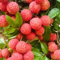 京觅 桂味荔枝 净重4.5斤 单果13g+ 生鲜水果