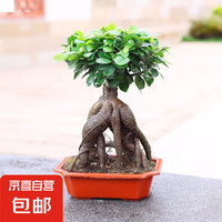 金钱榕树盆景 小叶榕苗木 35cm高度 方盆 富贵榕树 室内绿植