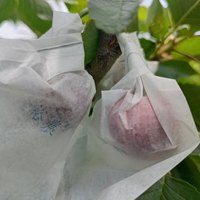 京觅天水套袋大樱桃 2J车厘子1.5斤装 新鲜水果航空冷链 源头直发 1.5斤(净重) 2J 单果28-30mm