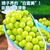 元珍鲜诚 阳光玫瑰葡萄新鲜水果生鲜 茉莉花香葡提 当季现摘  3.5斤装（净果2.5斤）整串大果 /JD丨整串大果