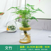 梵花拾光 水培植物盆栽绿萝栀子花办公室内花卉小绿植四季好养多肉水养盆栽