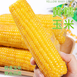 莲山九鲜东北甜糯玉米新鲜香糯苞米棒真空包装鲜食粘糯早餐非即食 黄糯玉米（250g*8）2000g