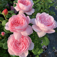 景郁春 JIRYUCUR 景郁春 玫瑰花苗 特大花月季花苗 30-40cm