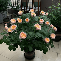 景郁春 JIRYUCUR 玫瑰花苗 特大花月季花苗 30-40cm