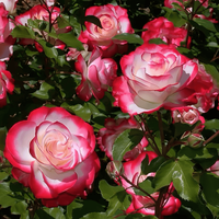 景郁春 JIRYUCUR玫瑰花苗特大花月季花苗绿植阳台盆栽蔷薇花苗红双喜源头直发