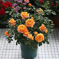 景郁春 JIRYUCUR 玫瑰花苗 特大花月季花苗 30-40cm