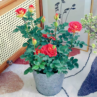 景郁春 JIRYUCUR 景郁春 玫瑰花苗 高30-40cm 盆栽