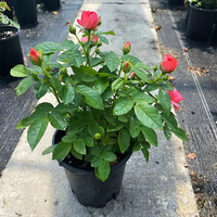 景郁春 JIRYUCUR 玫瑰花苗 特大花月季花苗 红果汁 高40厘米左右原盆土