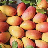 牛爱田 广西贵妃芒果水果新鲜孕妇热带芒果当季红金龙整箱 净重 现挖