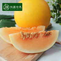 探疆奇遇 黄河蜜瓜新鲜时令水果黄金脆甜瓜应当季包邮整箱