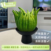 京东鲜花 佛手柑  250-300g+盆+贺卡果鲜