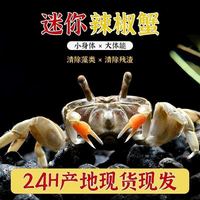 螃蟹王国 10只辣椒蟹，只需1块钱