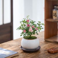 八芽【四季开花】微型月季迷你超微多头阳台绿植植物室内盆栽耐寒花卉 姬月季-白裂纹金边盆-丝绒铺面-紫砂托盘 整体高约10-20CM