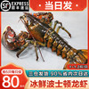海泽鲜 鲜活波士顿龙虾5-10斤/只澳洲大龙虾冰鲜波龙澳龙活虾海鲜 冰鲜波龙 1-1.2斤/只 +  赠送