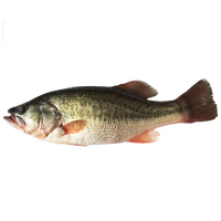 品鲜肴淡水鱼生态淡水鲈鱼无小刺河鲈鱼渔民现捕鲜活鱼现杀淡水海鲜水产 （净膛前重量） 现杀1条