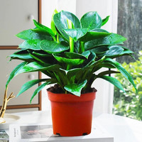 天时双喜 金钻盆栽 观叶植物 3棵25-30cm+原土盆+营养液